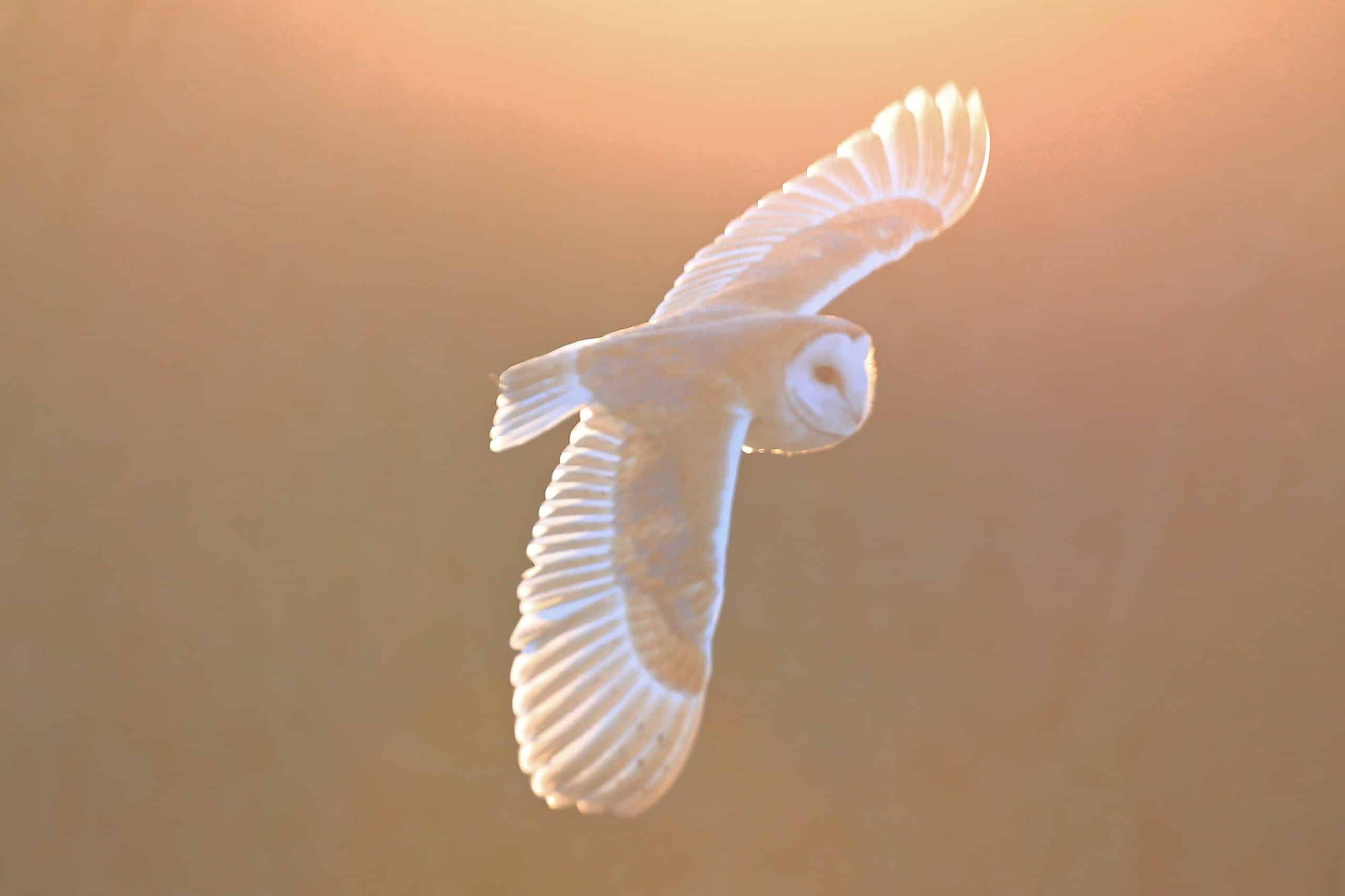 Nidderdale's Barn Owls 1 Barn owl in flight at How Stean Gorge.