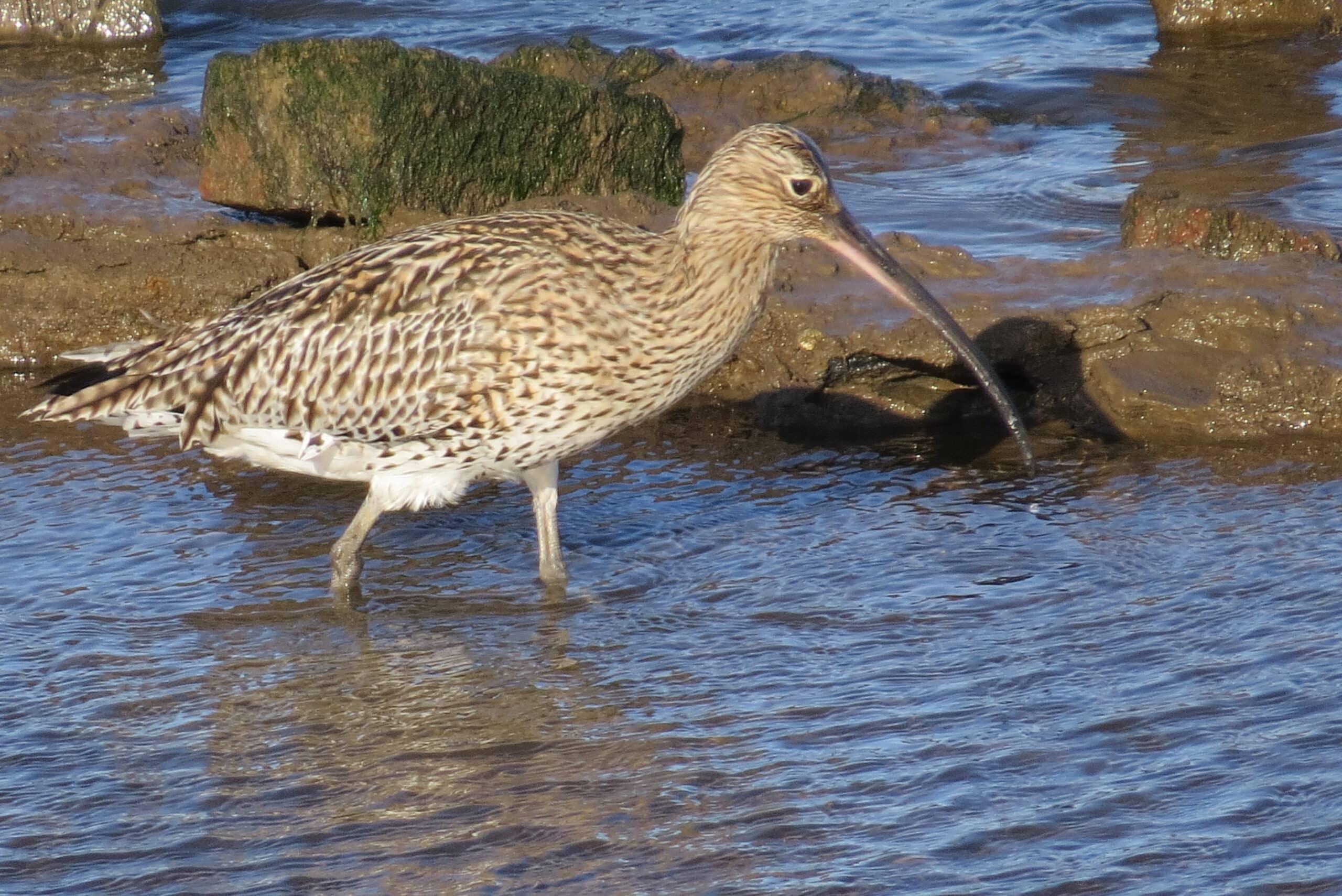 The Curlew - One of the UK's Most Loved Birds 1 The Curlew bird stood in water near How Stean Gorge.