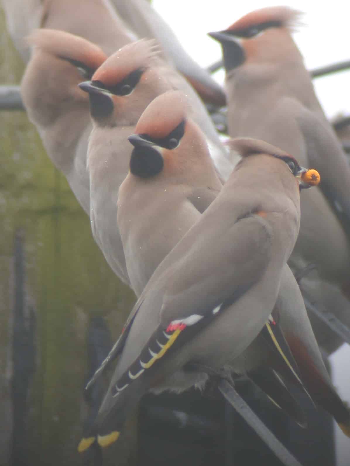 Exotic Visitors to Nidderdale 1 waxwing-tony-rogersom
