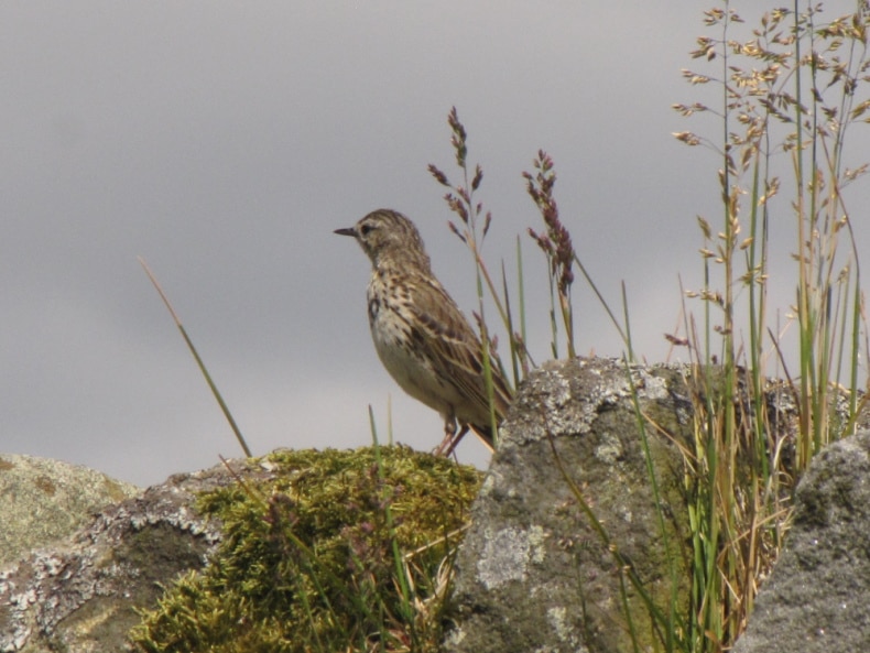 Birdwatching In Nidderdale, Yorkshire Dales 2 Meadow Pipit bird perched upon a rock at How Stean Gorge.